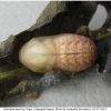 fav quercus pupa1 volg